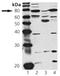 cGMP-dependent protein kinase 1 antibody, PA1-28083, Invitrogen Antibodies, Western Blot image 