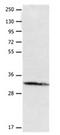 Aquaporin-10 antibody, orb107491, Biorbyt, Western Blot image 