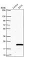 Zymogen granule membrane protein 16 antibody, NBP2-30488, Novus Biologicals, Western Blot image 