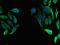 Yersinia pestis Antigen antibody, orb24041, Biorbyt, Immunofluorescence image 