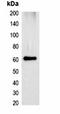 mStrawberry Tag antibody, orb323056, Biorbyt, Western Blot image 