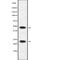 Apolipoprotein B MRNA Editing Enzyme Catalytic Subunit 3A antibody, abx147834, Abbexa, Western Blot image 