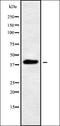 Peroxisome assembly protein 12 antibody, orb338535, Biorbyt, Western Blot image 