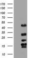 Methylcytosine dioxygenase TET3 antibody, CF803928, Origene, Western Blot image 