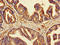 Microseminoprotein Beta antibody, orb400508, Biorbyt, Immunohistochemistry paraffin image 