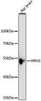 Histamine Receptor H3 antibody, 16-630, ProSci, Western Blot image 