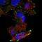 Docking Protein 6 antibody, NBP2-56459, Novus Biologicals, Immunocytochemistry image 