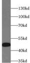 Glycogen Synthase Kinase 3 Beta antibody, FNab10503, FineTest, Western Blot image 