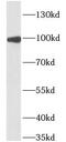 Interleukin 17 Receptor A antibody, FNab09773, FineTest, Western Blot image 