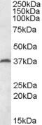 Mesoderm Specific Transcript antibody, MBS421908, MyBioSource, Western Blot image 