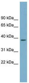 Serine dehydratase-like antibody, TA337915, Origene, Western Blot image 