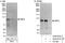 Serine/threonine-protein kinase Nek4 antibody, A302-673A, Bethyl Labs, Immunoprecipitation image 