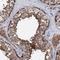 Phosphatidylserine Synthase 2 antibody, HPA038929, Atlas Antibodies, Immunohistochemistry frozen image 