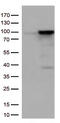 EWS RNA Binding Protein 1 antibody, TA813056, Origene, Western Blot image 