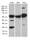 Polypyrimidine Tract Binding Protein 3 antibody, LS-C796226, Lifespan Biosciences, Western Blot image 