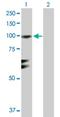 Ral Guanine Nucleotide Dissociation Stimulator Like 1 antibody, H00023179-D01P, Novus Biologicals, Western Blot image 