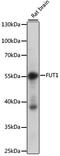 Galactoside 2-alpha-L-fucosyltransferase 1 antibody, A15585, ABclonal Technology, Western Blot image 