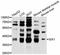 Homeobox protein SIX1 antibody, LS-C747197, Lifespan Biosciences, Western Blot image 