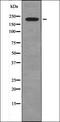 Cyclin Dependent Kinase 5 antibody, orb336033, Biorbyt, Western Blot image 