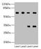 Phosphoglucomutase 1 antibody, CSB-PA017866HA01HU, Cusabio, Western Blot image 