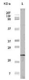 Eukaryotic Translation Initiation Factor 4E Binding Protein 1 antibody, AM06150PU-N, Origene, Western Blot image 