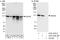 DEAD-Box Helicase 42 antibody, A303-354A, Bethyl Labs, Immunoprecipitation image 