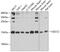 Ubiquinol-Cytochrome C Reductase Complex Assembly Factor 2 antibody, 24-014, ProSci, Western Blot image 
