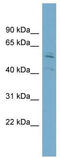 Syntrophin Beta 1 antibody, TA331806, Origene, Western Blot image 