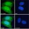 WAS antibody, NB300-996, Novus Biologicals, Immunofluorescence image 