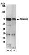 F-Box Protein 31 antibody, NBP1-19088, Novus Biologicals, Western Blot image 