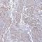 Myosin Light Chain 6 antibody, HPA046859, Atlas Antibodies, Immunohistochemistry paraffin image 