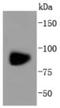 Glutamate Ionotropic Receptor AMPA Type Subunit 1 antibody, NBP2-67737, Novus Biologicals, Western Blot image 