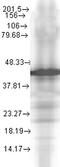 Chaperone protein DnaJ antibody, orb67356, Biorbyt, Western Blot image 