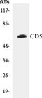 Ly-1 antibody, EKC1101, Boster Biological Technology, Western Blot image 