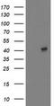 Microtubule-associated protein RP/EB family member 2 antibody, TA502871, Origene, Western Blot image 
