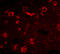 SLIT And NTRK Like Family Member 6 antibody, 4479, ProSci, Immunofluorescence image 