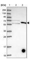 Kelch Like Family Member 29 antibody, NBP2-14167, Novus Biologicals, Western Blot image 