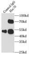 Heat Shock Protein Family A (Hsp70) Member 8 antibody, FNab04019, FineTest, Immunoprecipitation image 