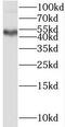 Sprouty Related EVH1 Domain Containing 2 antibody, FNab08193, FineTest, Western Blot image 
