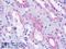 RAB4B, Member RAS Oncogene Family antibody, LS-B9157, Lifespan Biosciences, Immunohistochemistry frozen image 