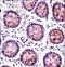 HEXIM P-TEFb Complex Subunit 1 antibody, LS-C166847, Lifespan Biosciences, Immunohistochemistry frozen image 