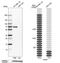 Sulfated glycoprotein 1 antibody, NBP1-83363, Novus Biologicals, Western Blot image 