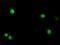 Serine Dehydratase antibody, NBP2-01506, Novus Biologicals, Immunofluorescence image 