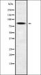 Zinc Finger Protein 600 antibody, orb336205, Biorbyt, Western Blot image 