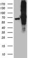 Far upstream element-binding protein 3 antibody, TA812228S, Origene, Western Blot image 