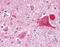 Haptoglobin antibody, PA1-29740, Invitrogen Antibodies, Immunohistochemistry frozen image 