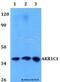 Aldo-keto reductase family 1 member C1 antibody, LS-C411764, Lifespan Biosciences, Western Blot image 