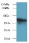 Zinc Finger DHHC-Type Containing 4 antibody, LS-C379612, Lifespan Biosciences, Western Blot image 