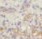 Lysine Demethylase 3A antibody, FNab04510, FineTest, Immunohistochemistry frozen image 