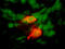 Renin antibody, MAB42771, R&D Systems, Immunohistochemistry frozen image 